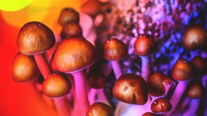 The Best Place to Get Your Magic Mushroom Delivery in DC