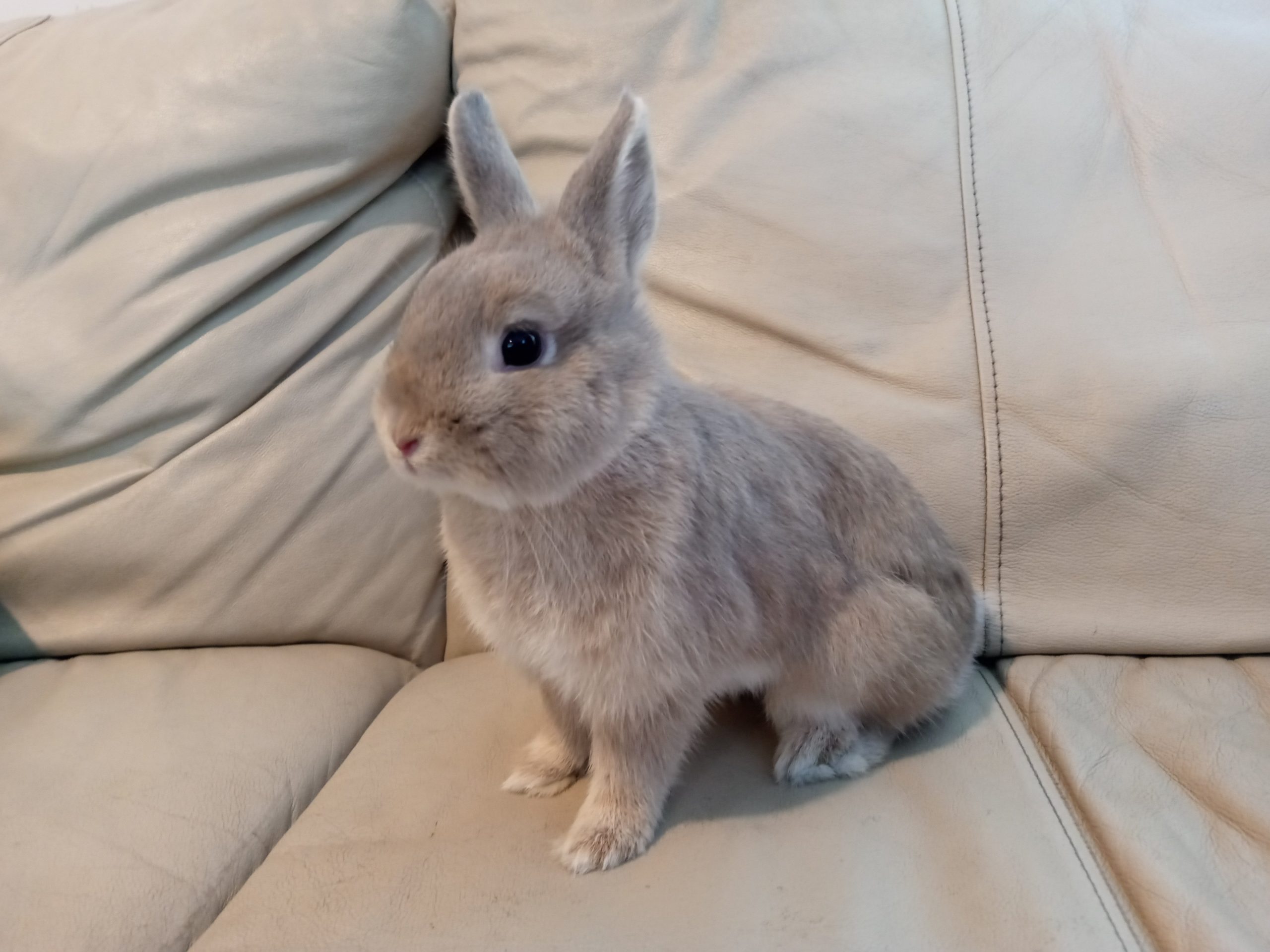 Netherland Dwarf Rabbit For Sale: Your Perfect Pet Awaiting