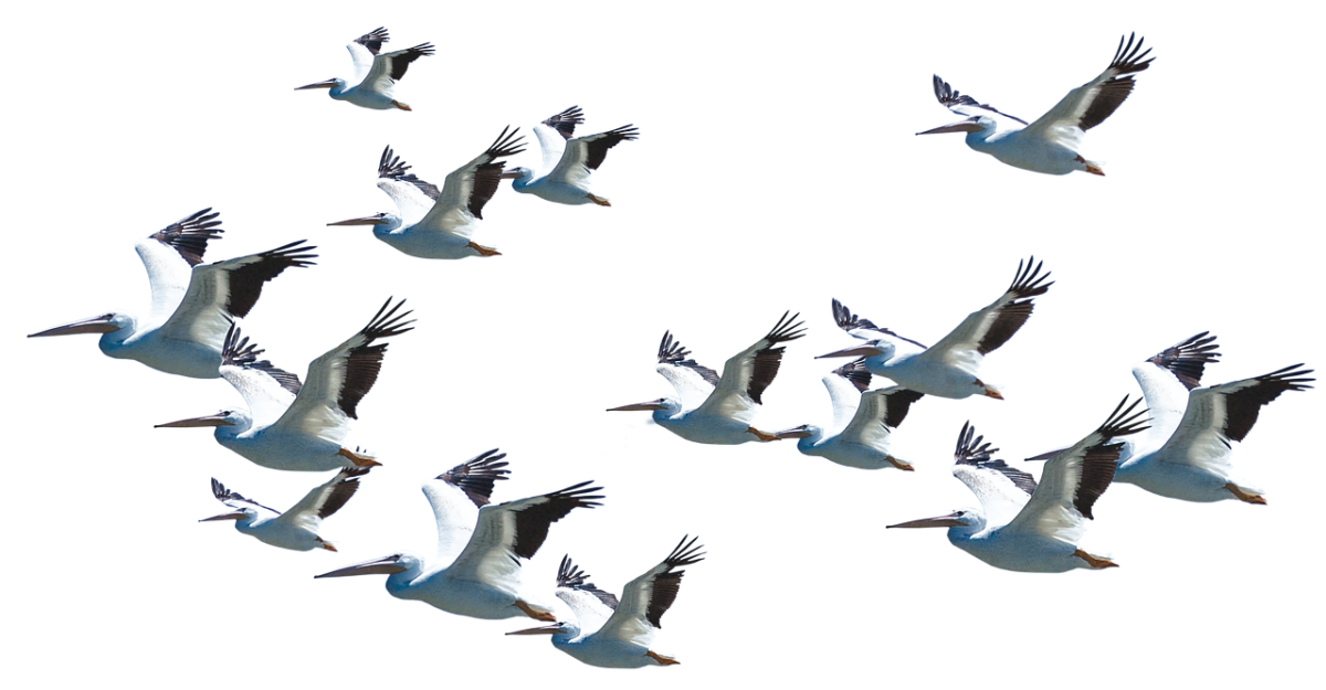 Nature, animal, new — Efficiency in Motion: Navigating Moves with Swift shift van lines' Innovative Methods