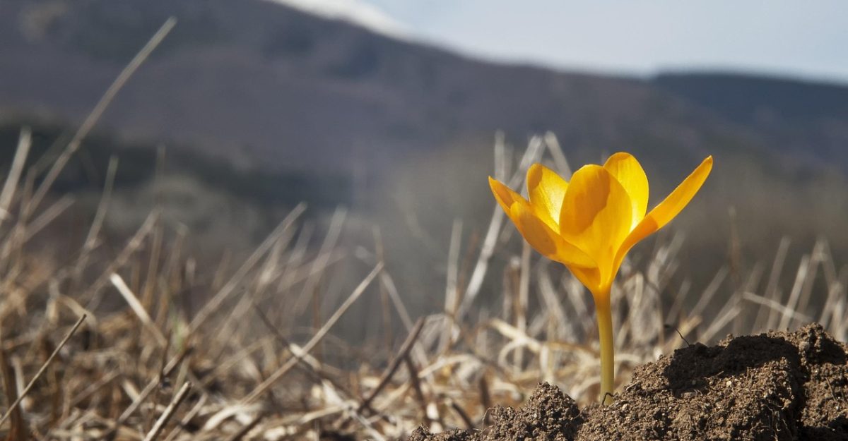 Spring flower, wild flower, first crocus — Indulge in Intimate Exploration: Tantric Massage Outcall London Journeys