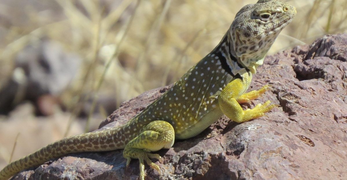 Reptile, lizard, wildlife — IPTV vs. Cable: Why Free IPTV is Becoming a Popular Choice