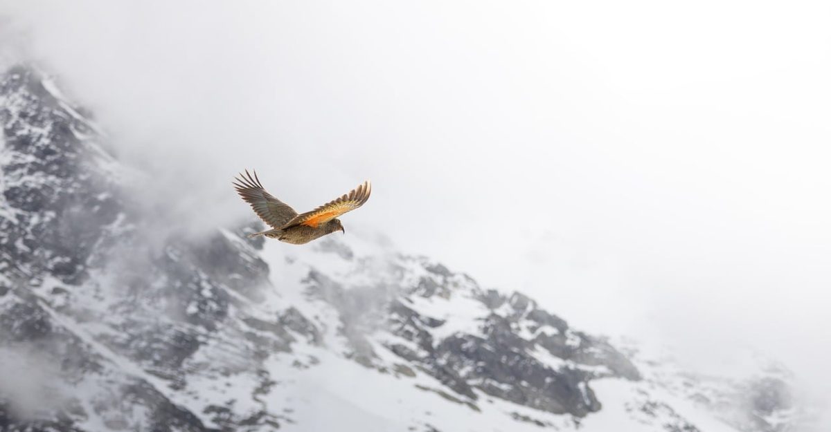 Bird, mountain, kea — "The Boxing Ring Awaits: Tune into BoxingBite"